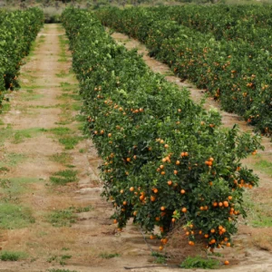 Orange trees in a neat orchard row.