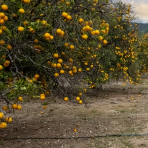 Orange trees in a grove under cloudy sky.